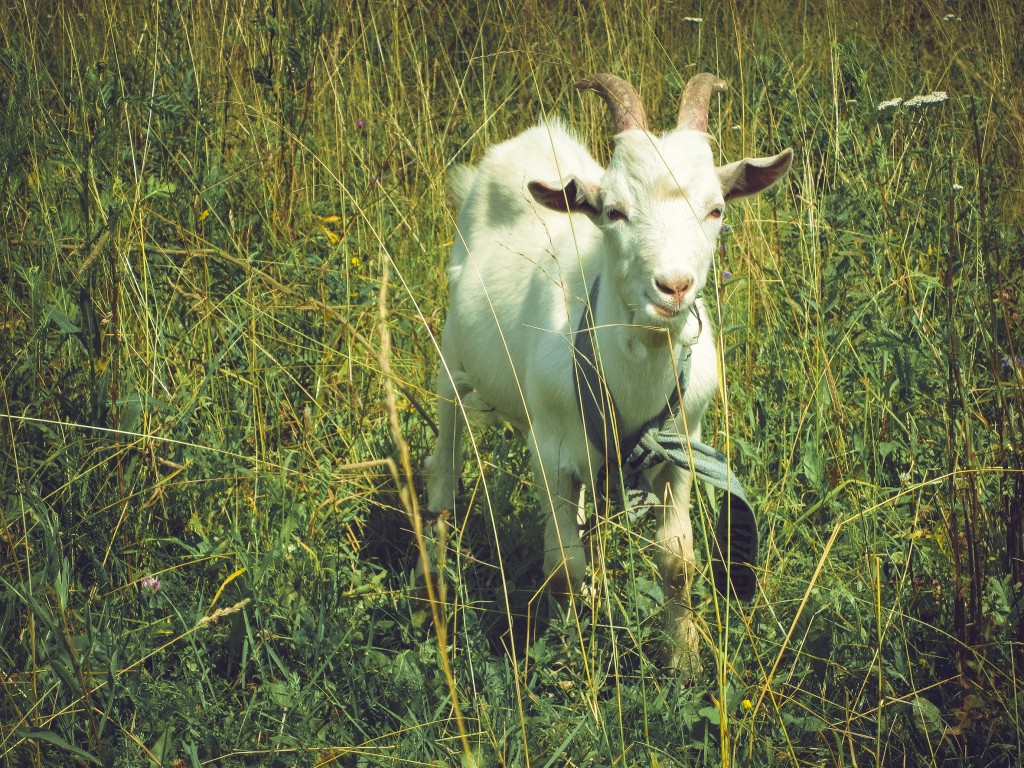 goat・grass