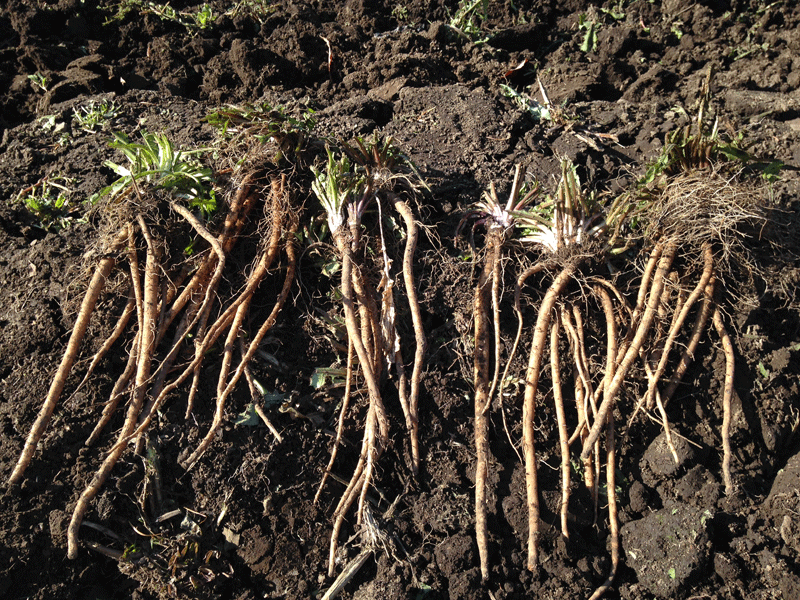 たんぽぽの収穫を見せてもらいました ノウキナビブログ