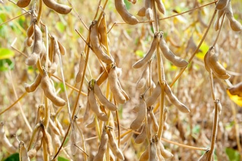 大豆収穫のイメージ