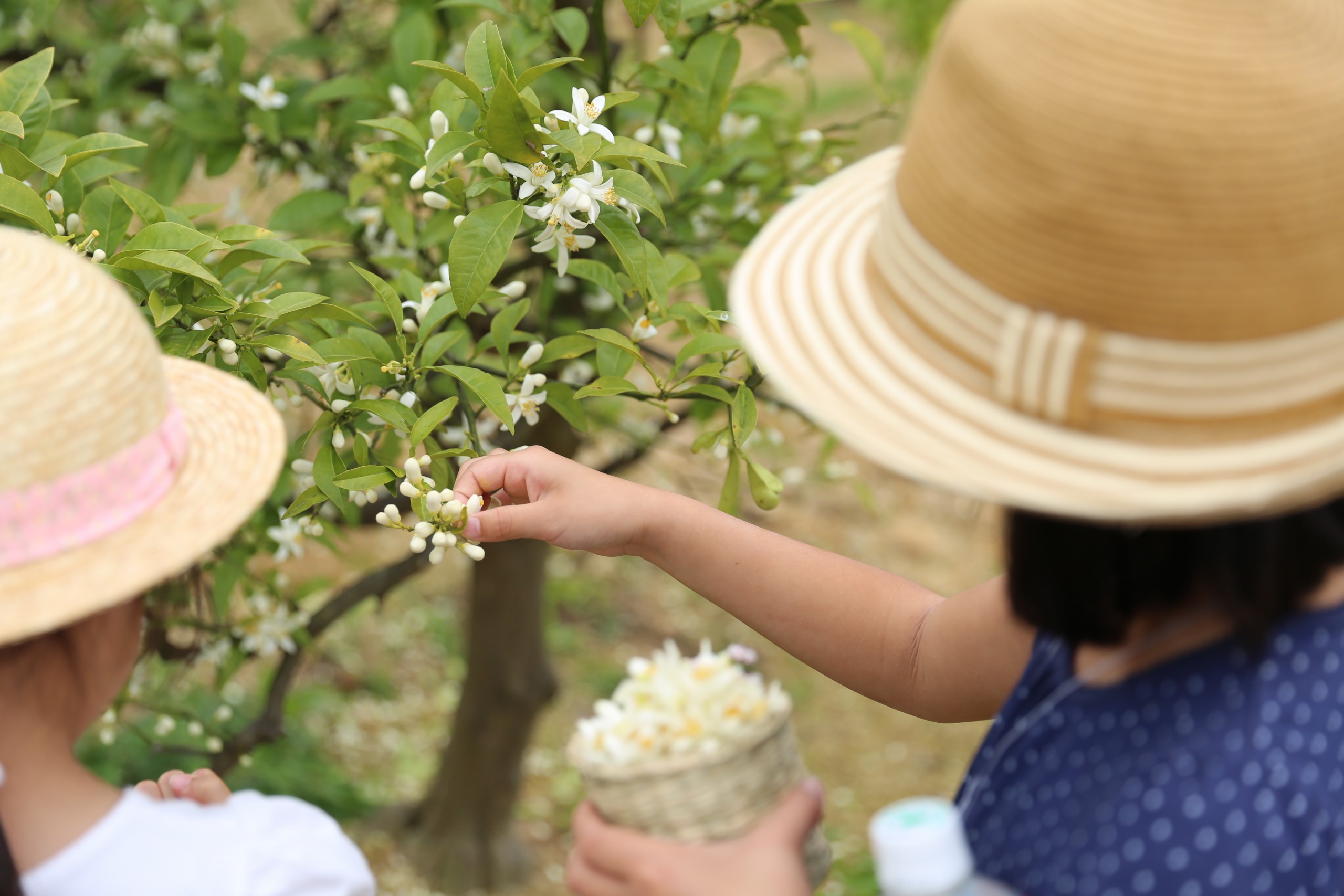 青みかんとネロリにかける想い 山辺果樹園インタビューpart3 ノウキナビブログ