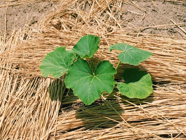 植え付けた例のイメージ