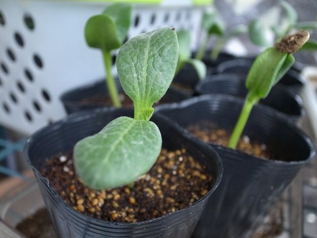 植え付け前の新芽