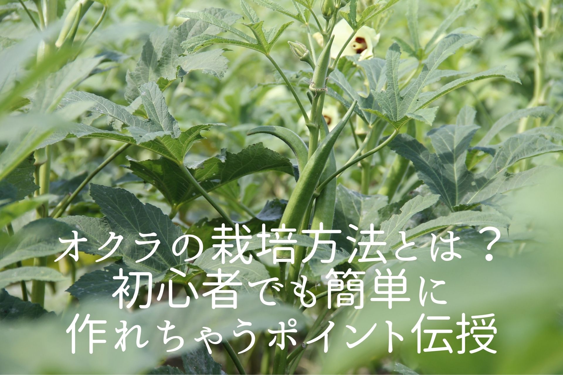 夏野菜の猛者 オクラの栽培方法とは 初心者でも簡単に作れちゃうポイントを伝授 ノウキナビブログ