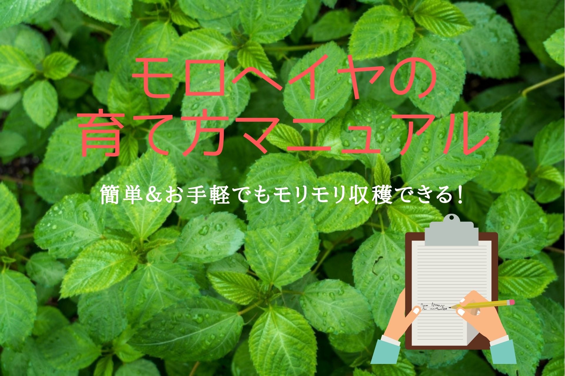 モロヘイヤの栽培 育て方マニュアル 簡単 お手軽でもモリモリ収穫できる ノウキナビブログ