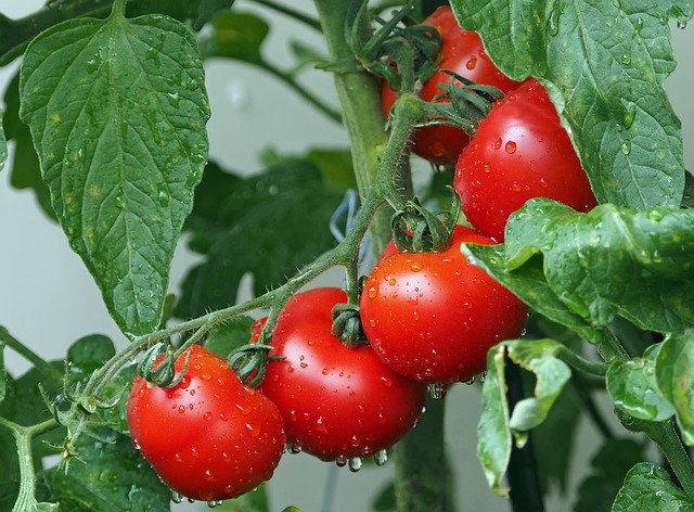ペットボトルでできる 水耕栽培でトマトを育てよう ノウキナビブログ 今すぐ役立つ農業ハウツーや農機情報をお届け中