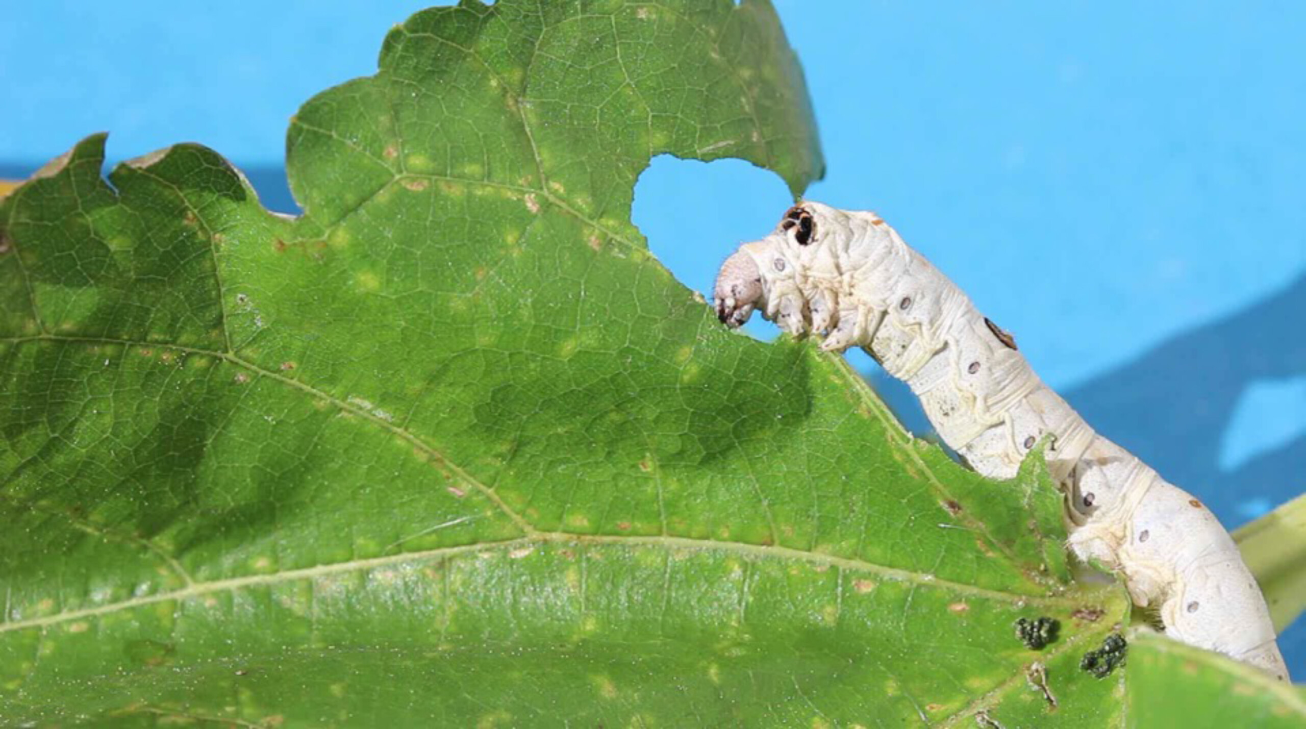 ワクチン開発から食糧危機まで 蚕は地球の救世主！？ - ノウキナビ 