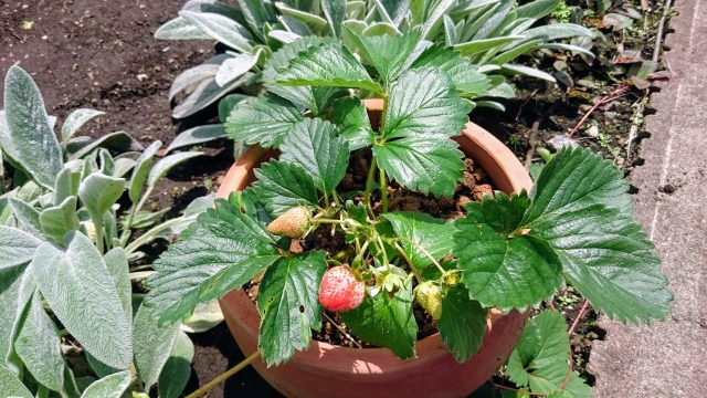 植木鉢で育つイチゴ