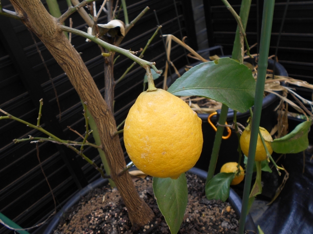 植木鉢で育つレモン