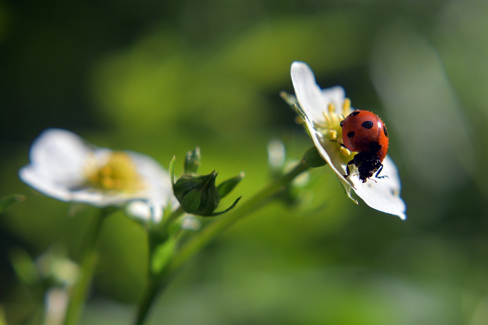 花の蜜を吸うてんとう虫