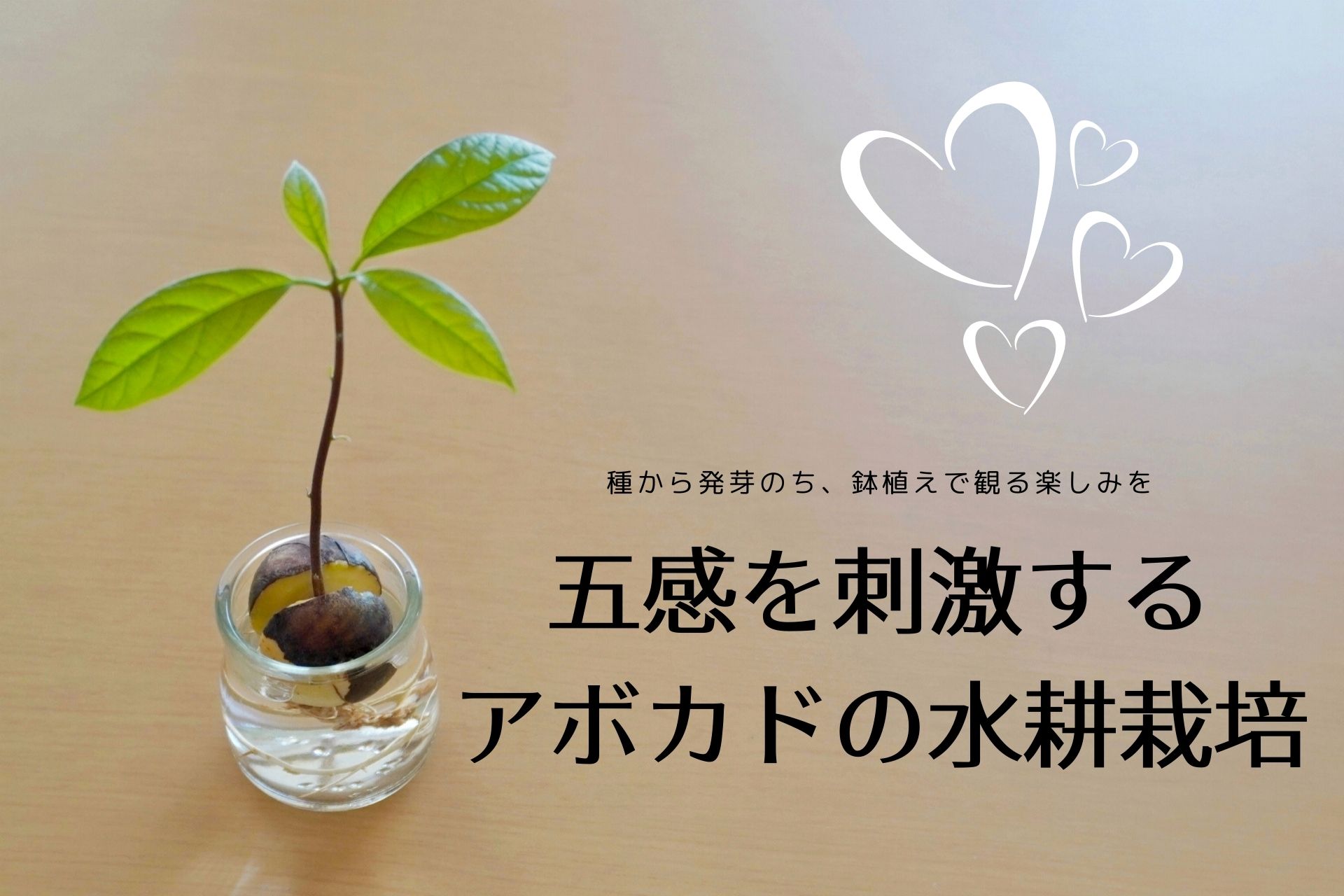 五感を刺激するアボカドの水耕栽培 種から発芽のち 鉢植えで観る楽しみを ノウキナビブログ 今すぐ役立つ農業ハウツーや農機情報をお届け中