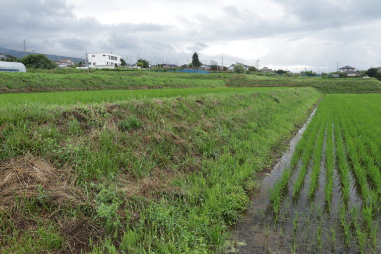 【なぜ重要？】畦（あぜ）の草刈を刈る必要性と畦草刈機スパイダーモアの利便性について - ノウキナビブログ｜農機情報をお届け中！