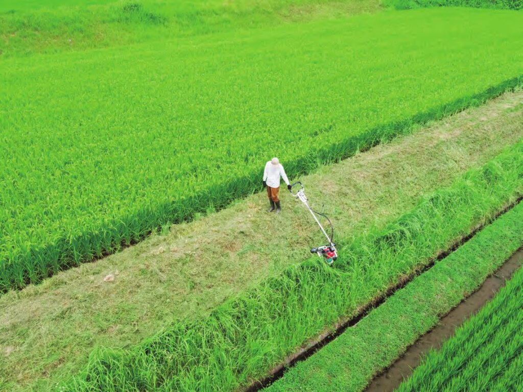 斑点米カメムシの住処を駆逐する農家さん