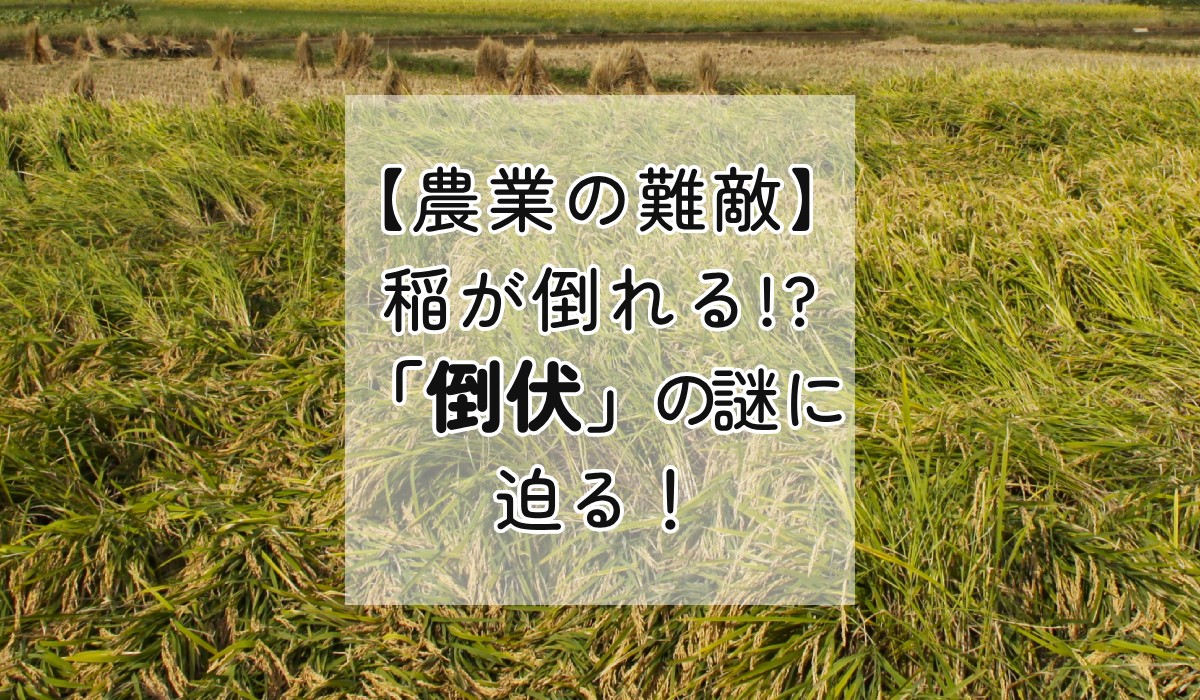 【農業の難敵】稲が倒れる!?「倒伏」の謎に迫る!