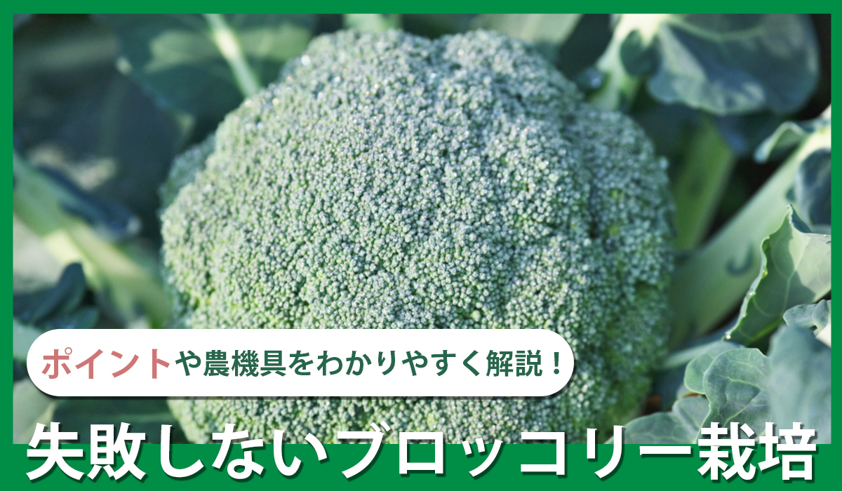 ポイントや農機具をわかりやすく解説!失敗しないブロッコリー栽培