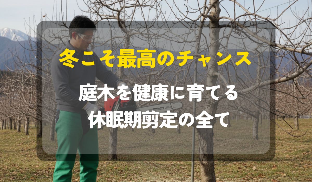 冬こそ最高のチャンス】庭木を健康に育てる「休眠期剪定」の全て - ノ 