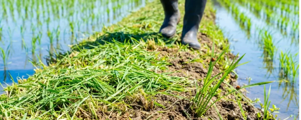 事前に草を刈り取り、視界と足場をクリアに。