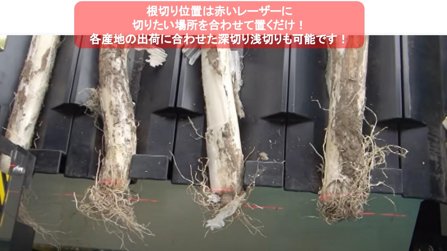 長ネギ根葉切り皮剥き機ベストロボマツモトMB-1D2-75C型の商品画像4