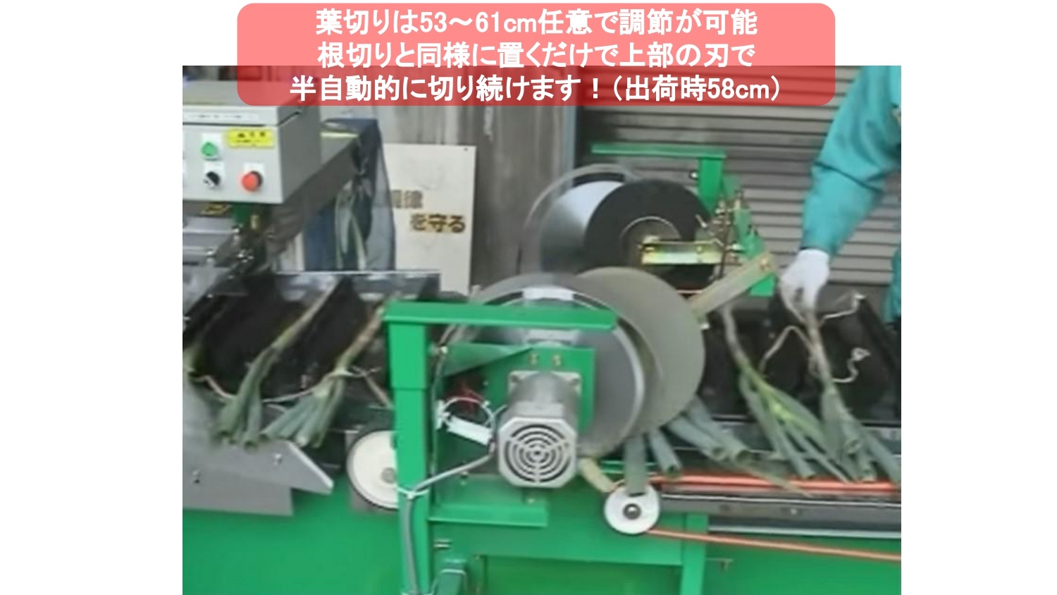 長ネギ根葉切り皮剥き機ベストロボマツモトMB-1D2-75C型の商品画像5